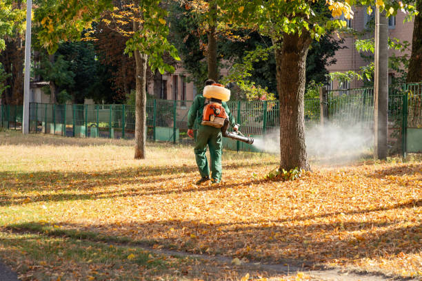 Spider Control Near Me in Shelton, CT