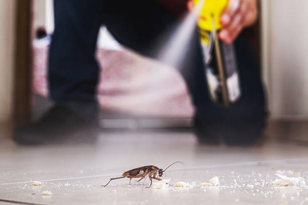 Best Local Pest Control Services  in Shelton, CT