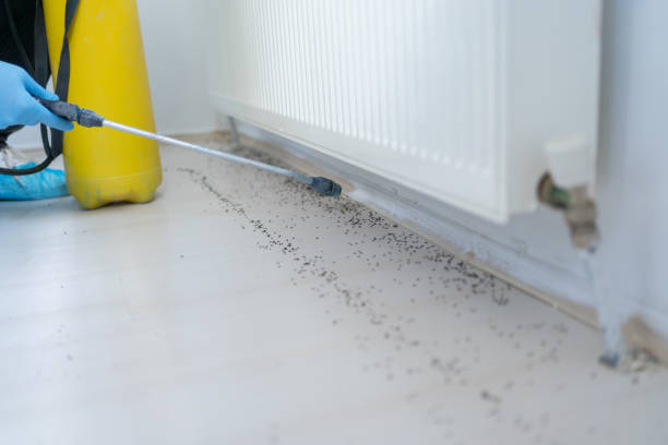 Best Best Pest Control Companies  in Shelton, CT