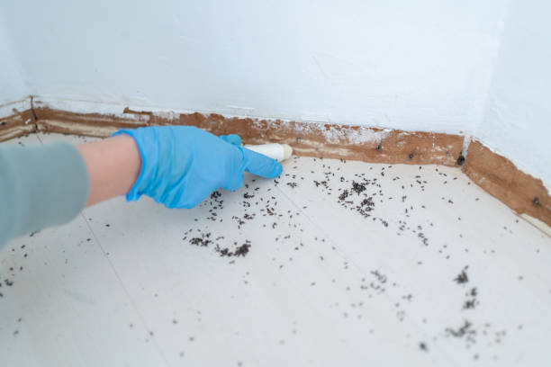 Best Pest Inspection Near Me  in Shelton, CT